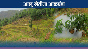 आलुमा आत्मनिर्भर बन्दै डडेलधुरा