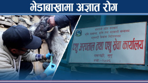 रोग पहिचानका लागि भेडीगोठ पुगे पशु चिकित्सक टोली