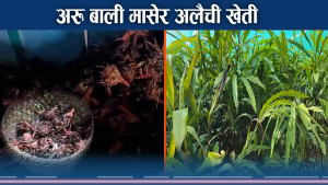 समर्थन मूल्य नहुँदा अलैची खेती धरमर अवस्थामा