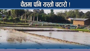 चैते धान रोपाइँले भ्याइनभ्याइ, धानैबाट पुग्दो आम्दानी !
