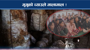 च्याउ खेतीबाट वर्षमै ८ लाख ! आनन्दको काम : युवाको आकर्षण 