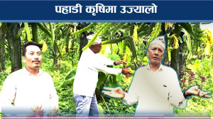 ड्रागन फलः एक पटक रोपेपछि ३० वर्ष उत्पादन  
