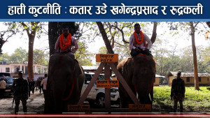 नेपाली हात्तीको घर अब कतारमा, बिहिवार कतारी भूमी टेक्दै खगेन्द्रप्रसाद र रुद्रकली