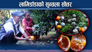 रोग किराको प्रकोपबाट सुन्तला नष्ट