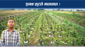 जताततै ड्रागन फ्रुट, एकै ठाउँमा सय कृषक !