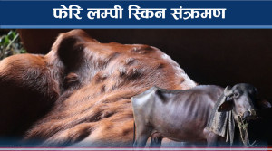 बाग्मतीमा फैलियो लम्पी स्किन संक्रमण, महामारीको डर