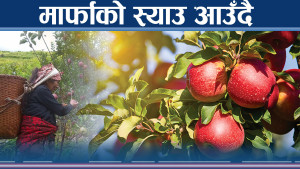 बजारमा मार्फाको स्याउको पर्खाइ