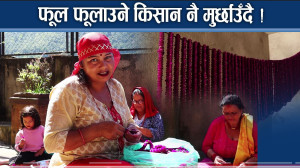 भक्तपुरमा आकर्षक मखमलीको चाङ, मूल्य नपाउँदा किसान मर्कामा