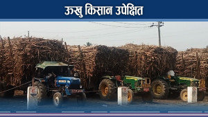 अनुदान खारेज गरिएपछि ऊखु किसान आन्दोलित