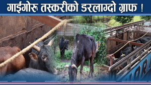 गाईगोरु तस्करीको डरलाग्दो रुप ! हव बन्दै मकवानपुर रुट !