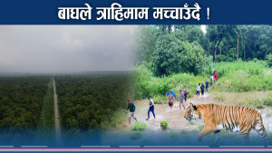 बारामा बाघबाट मान्छे जोगिनै गाह्रो ! हिड्दा–हिड्दै आहार बनाउँदै !