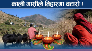 जुम्लामा काली मार्सीसँग रम्दै किसान, तिहारभन्दा धानले चटारो