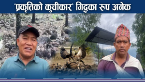 जटायु रेस्टुरेन्टमा थरिथरीका सयौं गिद्ध, संरक्षण प्रयास सफलतातर्फ