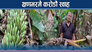 क्षणभरमै एकै किसानको करोडौं स्वाह, सरकार वेमतलबी बनेको गुनासो