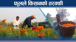 फूल बेचेरै सुदूरपश्चिमका किसान मालामाल, २० लाखसम्म आम्दानी