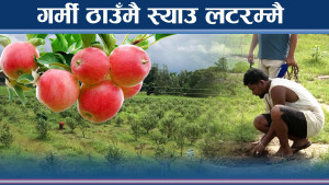 कैलालीको तातो जमिनमै किसानले फलाए स्याउ, सरकारी अनुदानले किसान उत्साहित  