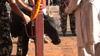दशैँघर र कोत घरमा बलि दिएर महानवमी मनाइयो