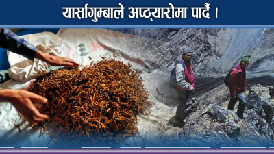 यार्साको व्यापार ठप्प, व्यपारीदेखि स्थानीय मारमा  