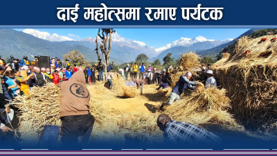 पोखरामा दाई महोत्सवको रौनक, स्वदेशीदखि विदेशीसम्म मख्ख