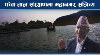 फेवा तालमा तालघर छुट्याउने काम सम्पन्न, ताल संरक्षणमा कोशेढुंगा