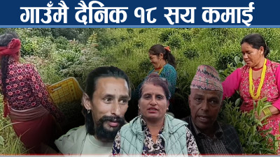 उजाड पाखामा चिया खेती, गाउँमै रोजगारी