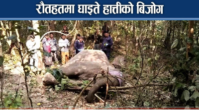 घाइते हात्तीको उद्दारमा छैन कसैको ध्यान, स्थानीयले मागे गुहार  