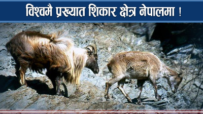 शिकार खेल्नै नेपालमा लाखौं खर्चिने विदेशी !