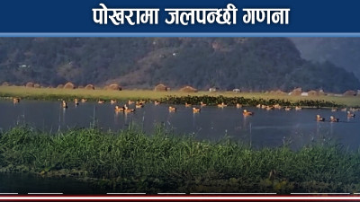 पोखरा उपत्यकामा ४५ प्रजातिका पानी चराको अभिलेख