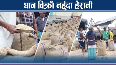 धान विक्रीमै किसानलाई झमेला, खरिदको कोटा सक्कियो, नयाँ कोटा कहिले ?