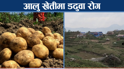 म्याग्दीका आलु उत्पादन किसान चिन्तित