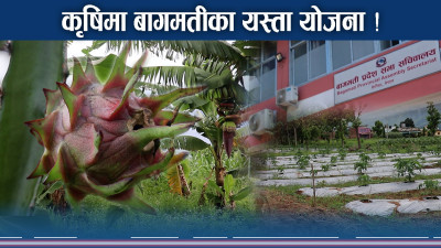 बागमतीको कृषि फस्टाउने बजेटको युक्ति, कसरी गरिँदैछ काम ?