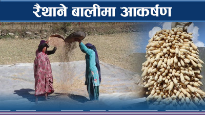 मुगुमा फस्टाउदै रैथाने बाली, बजार पनि अकर्षक