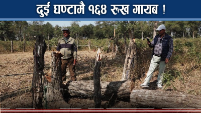 गाउँमै डरलाग्दो तस्करी ! एकसाथ १६४ रुख गायव, मिलेमतोमा सबै चुप !