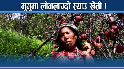 मुगुमा फस्टाउँदै स्याउ खेती, लाखौंको कमाउँदै कृषक