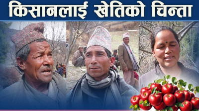 चुनावभन्दा स्याउ खेतिको पीरः उम्मेदवारका वाचामा कृषि प्राथमिकता पर्ला ?