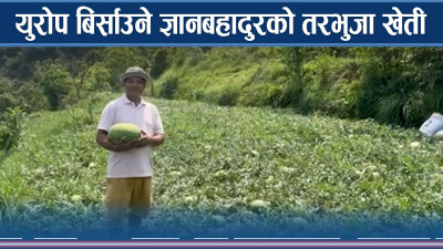 युरोप बिर्साउने ज्ञानबहादुरको तरभुजा खेती  
