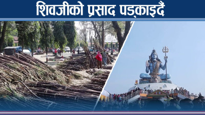 पोखरामा शिवरात्रीको छुट्टै रौनक, उखु पड्काएर उधुमै