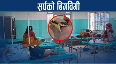 सर्पदंशका बिरामी बढे, जनशक्ति नहुँदा आइसीयू र भेन्टिलेटल प्रयोगिविहिन