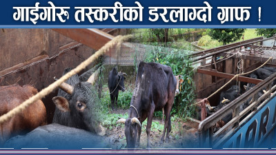 गाईगोरु तस्करीको डरलाग्दो रुप ! हव बन्दै मकवानपुर रुट !