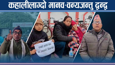 असुरक्षित बन्दै बर्दिया, वन्यजन्तुको आक्रमण भयावह बन्दै