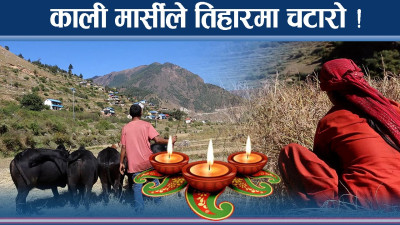 जुम्लामा काली मार्सीसँग रम्दै किसान, तिहारभन्दा धानले चटारो