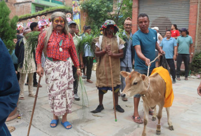 राजधानीका टोल-टोलमा यसरी मनाइँदै छ गाईजात्रा