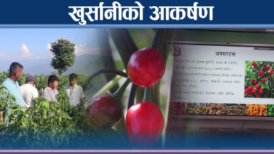 किसानको खुर्सानी बारी बन्यो विज्ञहरुको अध्ययन केन्द्र