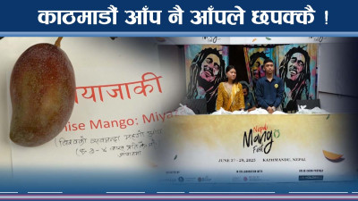 काठमाडौंमा आँप खानेको यस्तो भीड ! धुमधाम छ आँपको उत्सव !