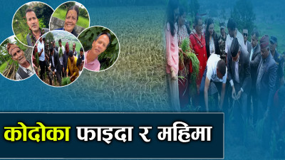 पहिलो कोदो दिवस मनाइयो, कोदो प्रवद्र्धनलाई व्यापक बनाइने 