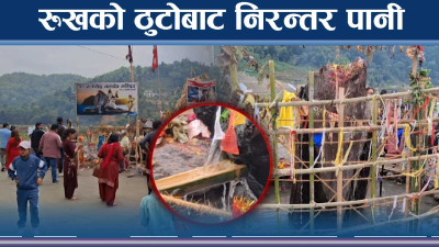 रुखको ठुटोबाट कसरी झर्यो पानी ? सबै चकित