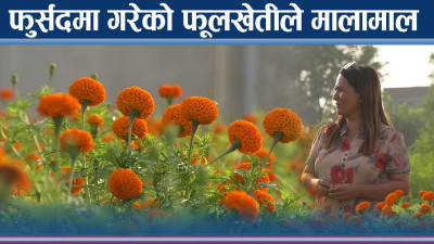 महिलाले फूर्सदमा गरेको फूलखेतीले लाखौं आम्दानी, किन्नेको तछाडमछाड