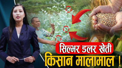 मकै–कोदो छोडेर किसान झुमिए सिल्भर डलर खेतीमा, बजारको माग धान्नै मुस्किल