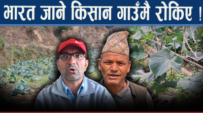 टनेल खेतीबाट लाखौ आम्दानी, दैलेखमा तरकारी खेती क्रान्ति