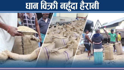 धान विक्रीमै किसानलाई झमेला, खरिदको कोटा सक्कियो, नयाँ कोटा कहिले ?